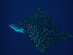 If this spotted eagle ray was any closer I would have int... by Alison Hargadine 